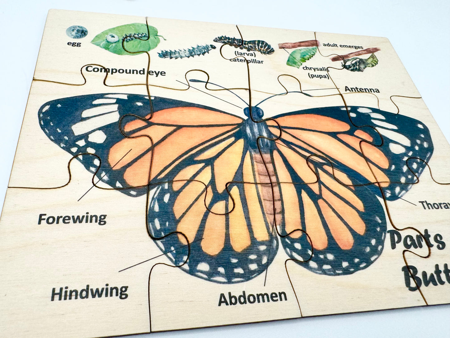 Wooden Butterfly Anatomy Puzzle