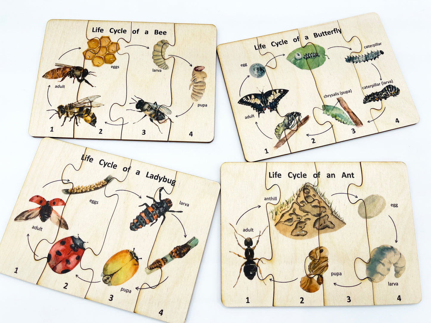 Wooden Life cycle Puzzle Set