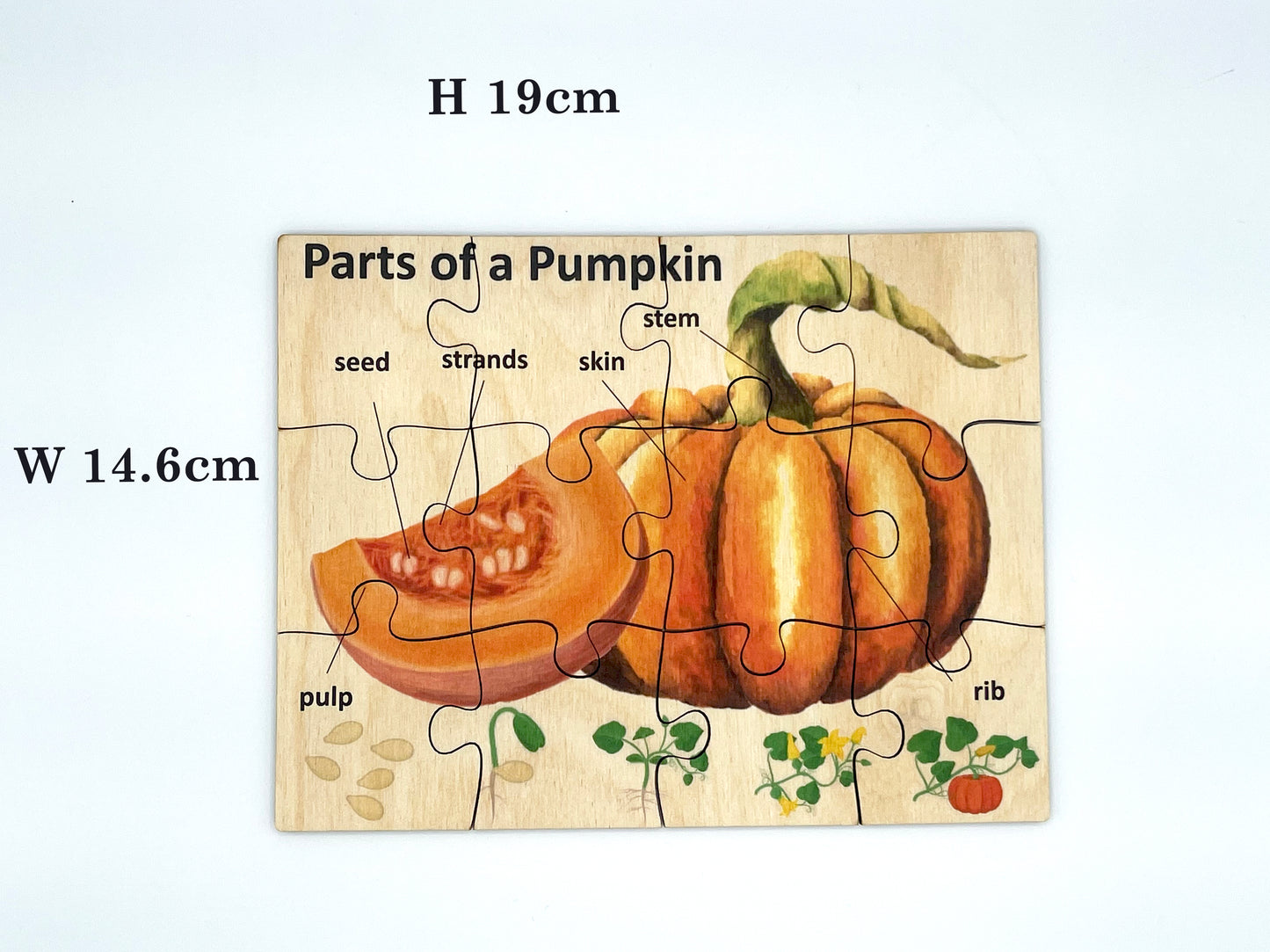 Wood Pumpkin Anatomy Puzzle