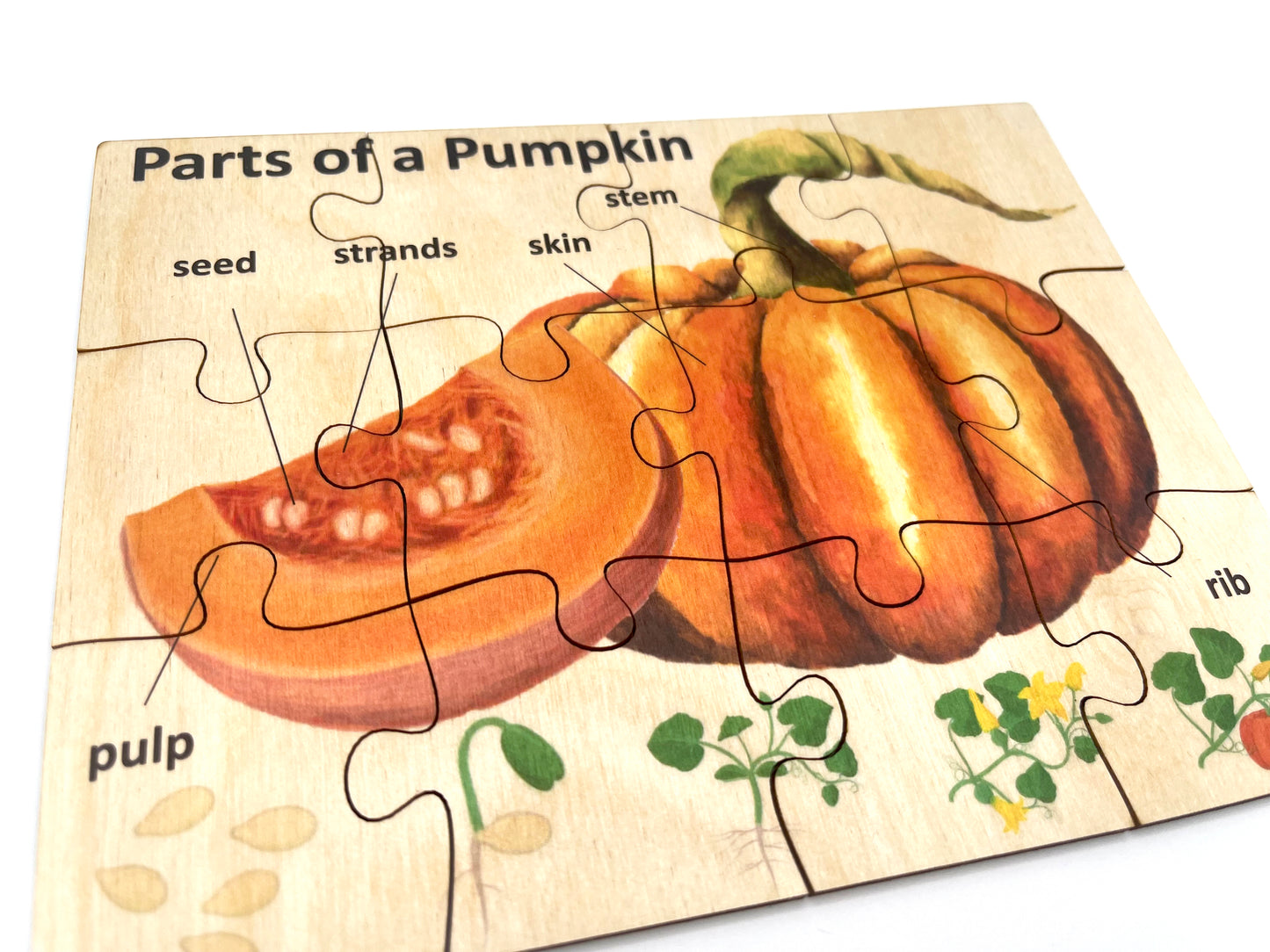 Wood Pumpkin Anatomy Puzzle