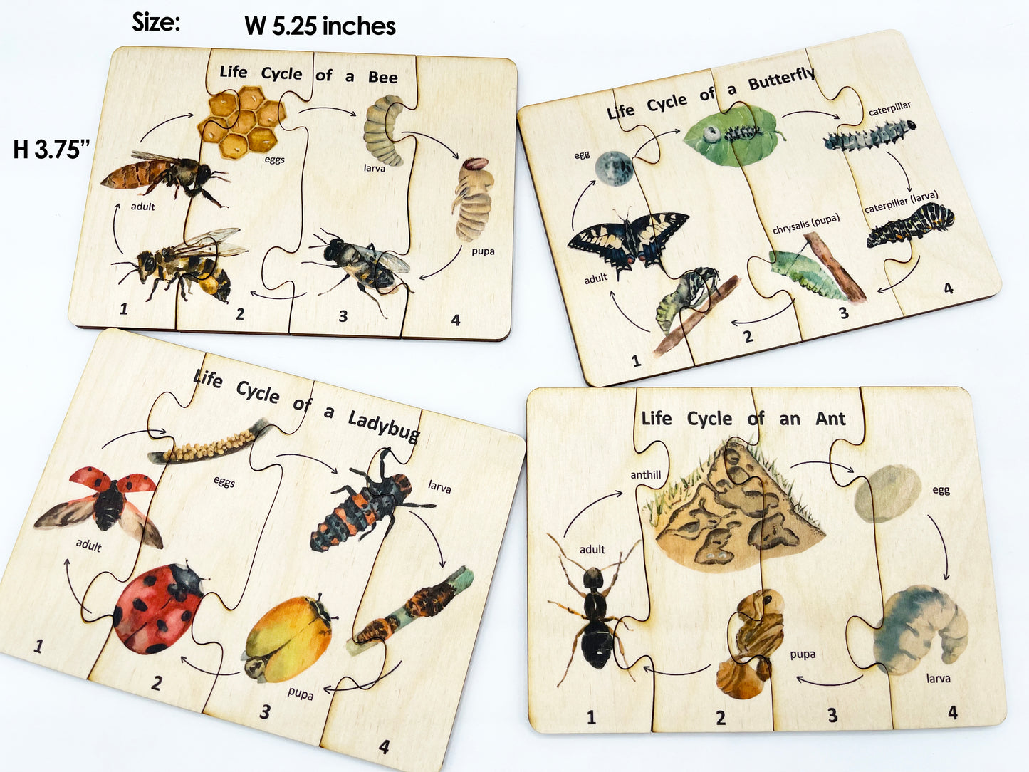 Wooden Life cycle Puzzle Set