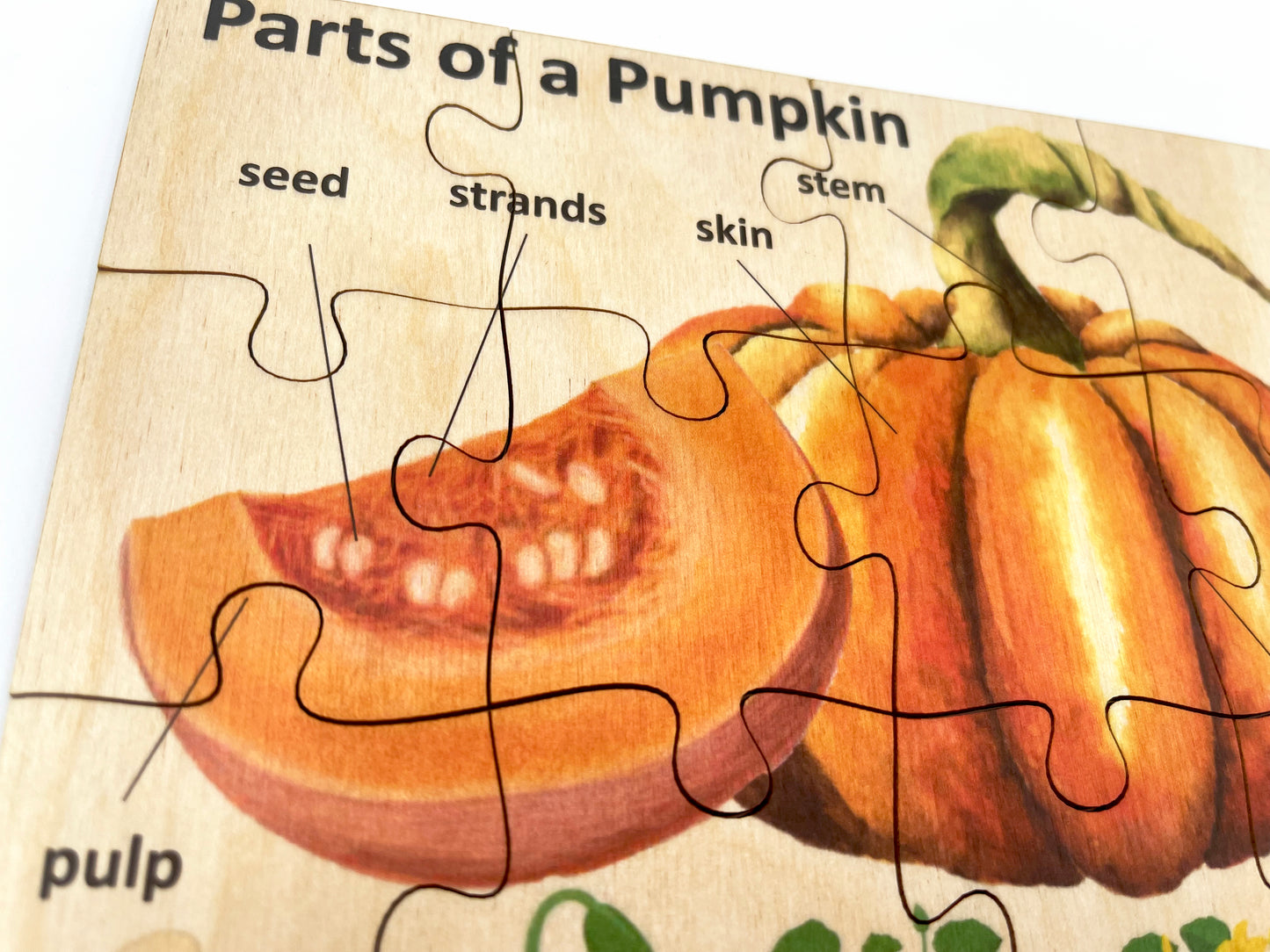 Wood Pumpkin Anatomy Puzzle