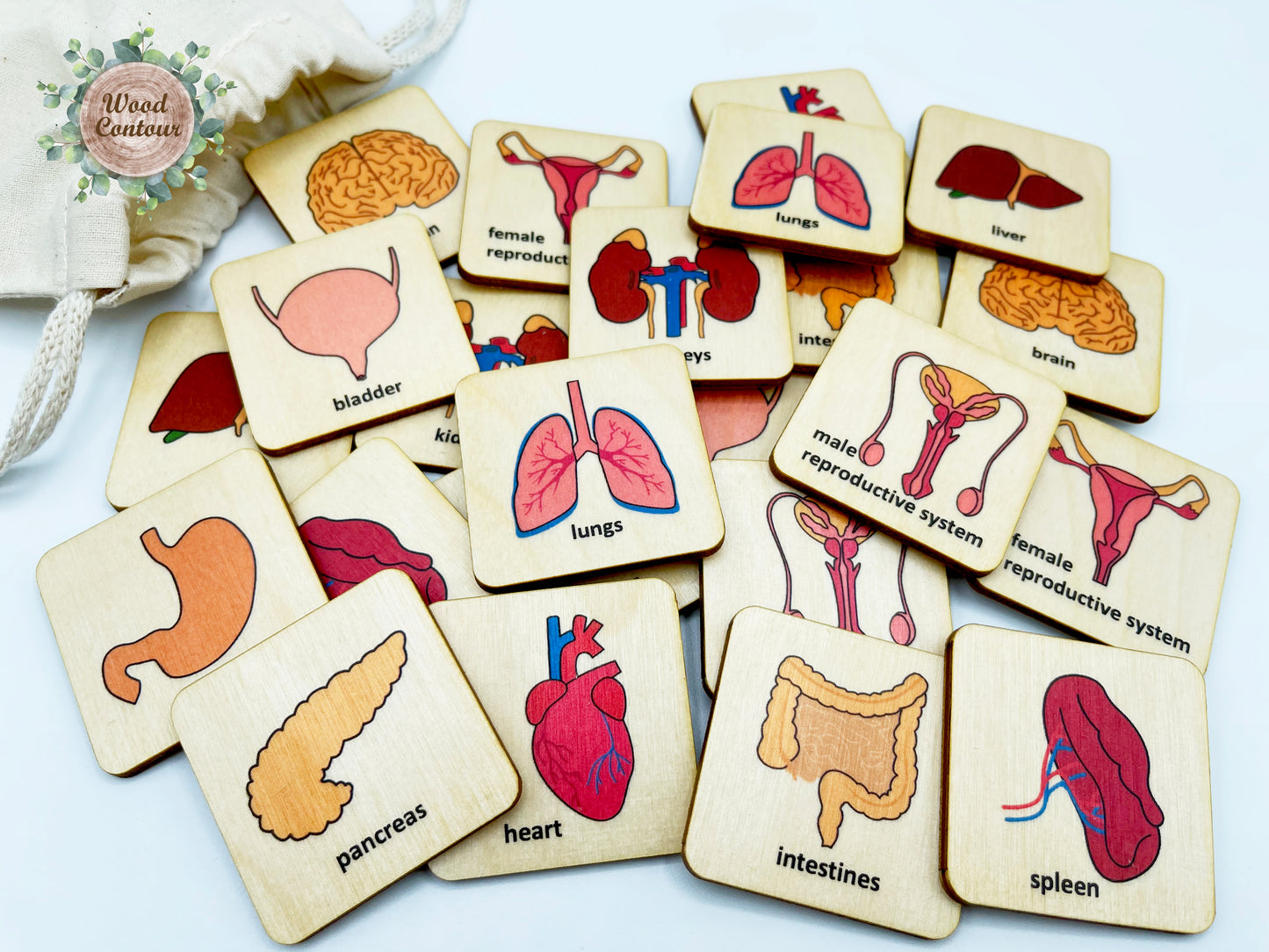 Wooden Human Anatomy memory game
