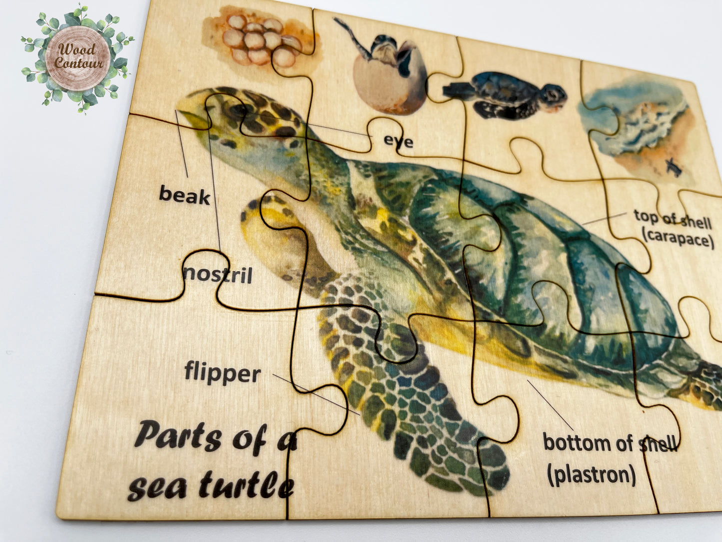 Wood Sea Turtle Anatomy Puzzle