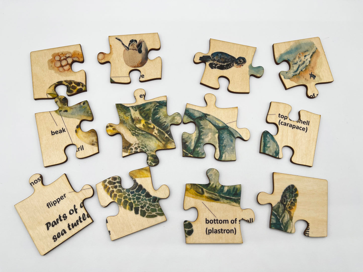 Wood Sea Turtle Anatomy Puzzle