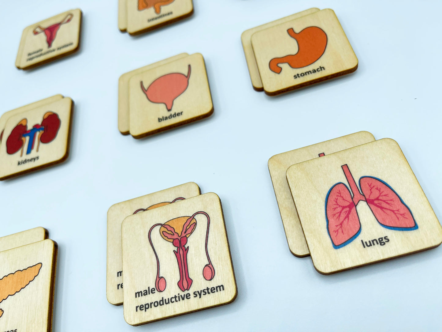 Wooden Human Anatomy memory game