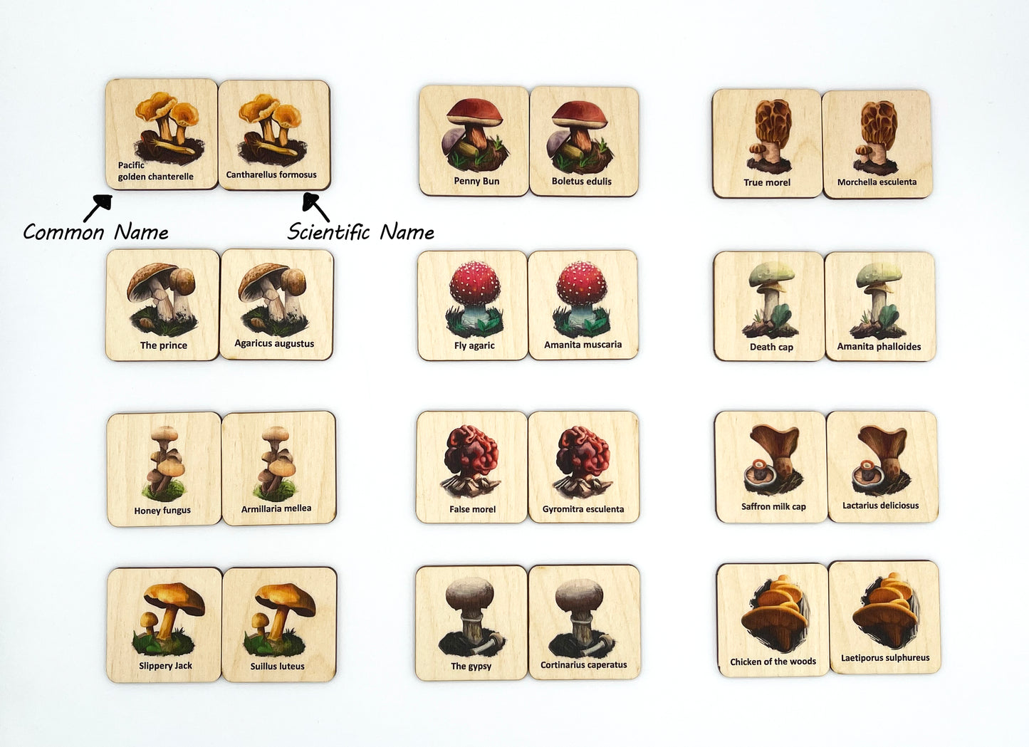Wood Mushroom Fungi memory game