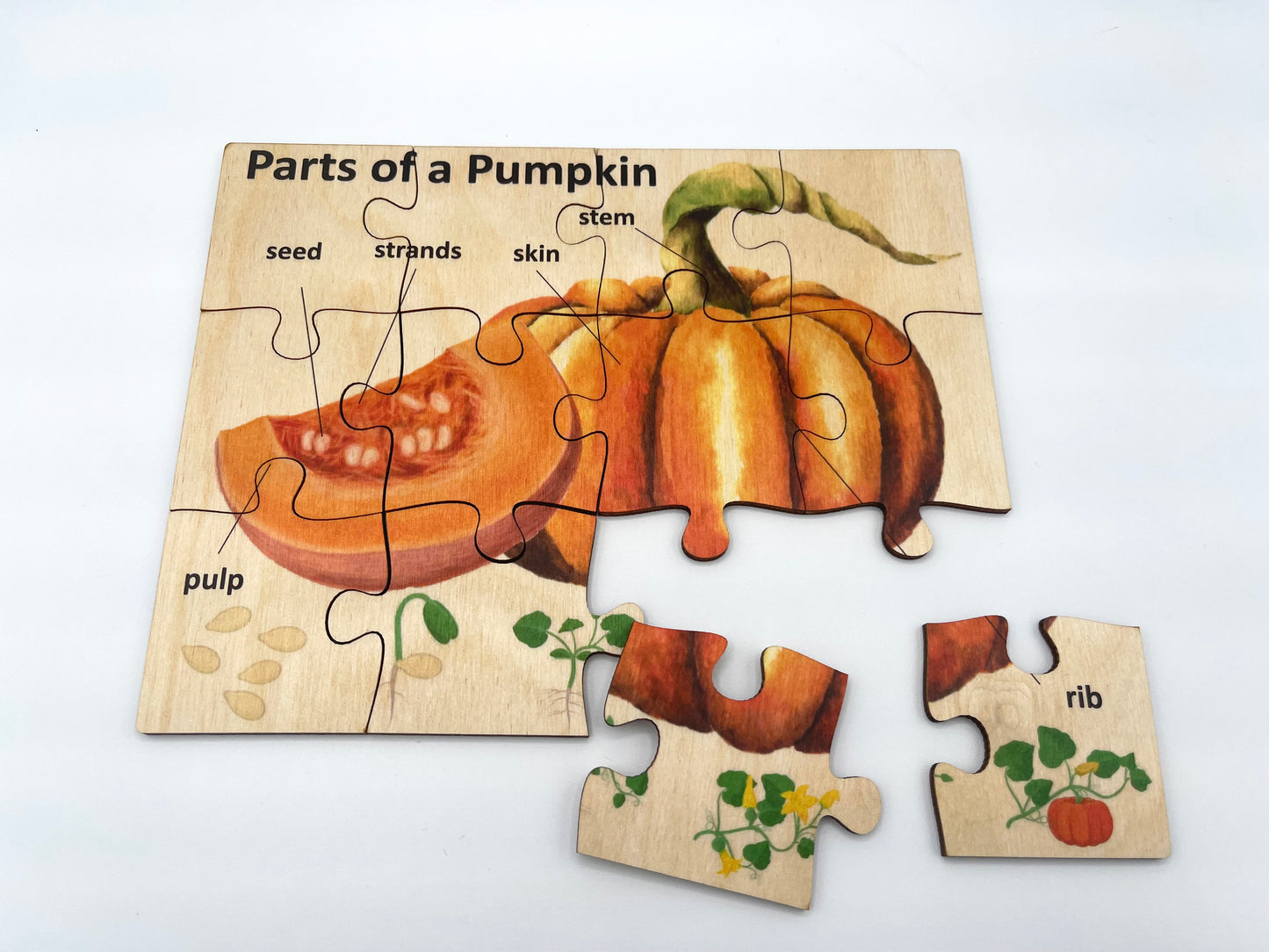 Wood Pumpkin Anatomy Puzzle