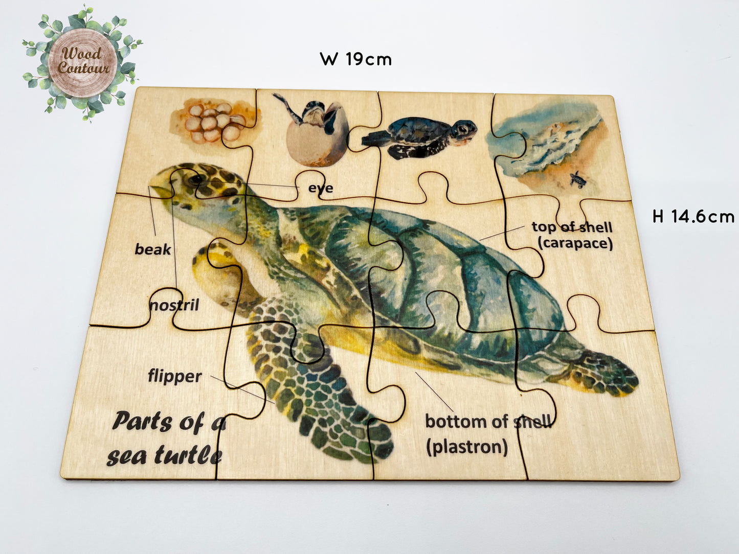 Wood Sea Turtle Anatomy Puzzle